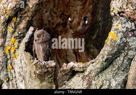 Kleine scops Owl im Baum hohl. Wenig (Otus scops Scops Owl) ist eine kleine Art von Eule von die Eule Eule Familie. Eurasian scops Owl (Otus scops) Stockfoto