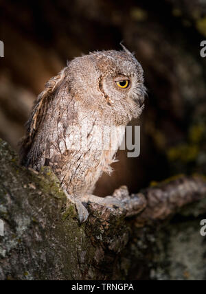 Kleine scops Owl im Baum hohl. Wenig (Otus scops Scops Owl) ist eine kleine Art von Eule von die Eule Eule Familie. Eurasian scops Owl (Otus scops) Stockfoto