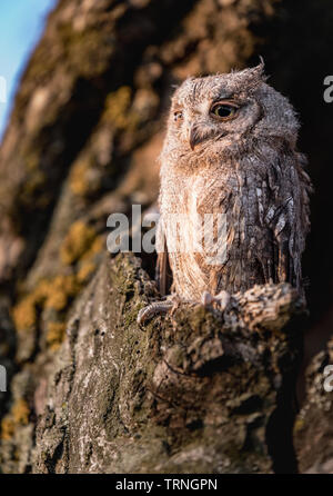 Kleine scops Owl im Baum hohl. Wenig (Otus scops Scops Owl) ist eine kleine Art von Eule von die Eule Eule Familie. Eurasian scops Owl (Otus scops) Stockfoto