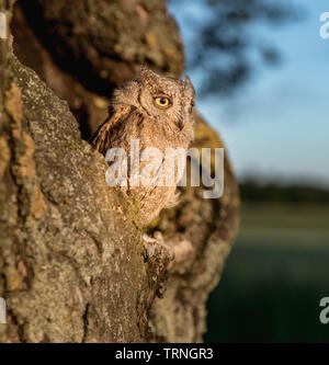 Kleine scops Owl im Baum hohl. Wenig (Otus scops Scops Owl) ist eine kleine Art von Eule von die Eule Eule Familie. Eurasian scops Owl (Otus scops) Stockfoto