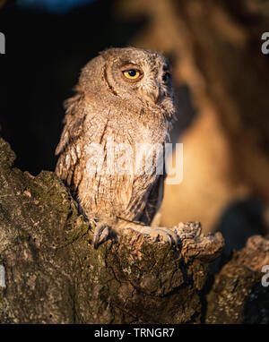 Kleine scops Owl im Baum hohl. Wenig (Otus scops Scops Owl) ist eine kleine Art von Eule von die Eule Eule Familie. Eurasian scops Owl (Otus scops) Stockfoto