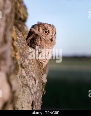 Kleine scops Owl im Baum hohl. Wenig (Otus scops Scops Owl) ist eine kleine Art von Eule von die Eule Eule Familie. Eurasian scops Owl (Otus scops) Stockfoto