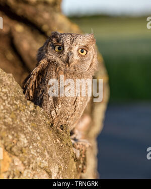 Kleine scops Owl im Baum hohl. Wenig (Otus scops Scops Owl) ist eine kleine Art von Eule von die Eule Eule Familie. Eurasian scops Owl (Otus scops) Stockfoto