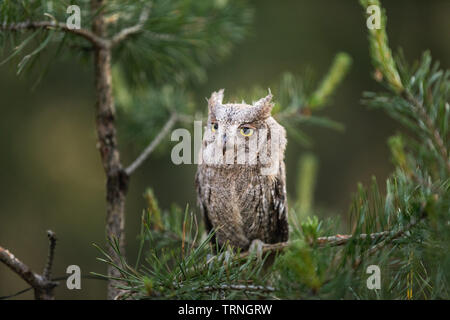 Kleine scops Owl auf einem mit Pinien. Wenig (Otus scops Scops Owl) ist eine kleine Art von Eule von die Eule Eule Familie. Eurasian scops Owl (Otus scops) Stockfoto