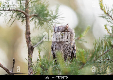 Kleine scops Owl auf einem mit Pinien. Wenig (Otus scops Scops Owl) ist eine kleine Art von Eule von die Eule Eule Familie. Eurasian scops Owl (Otus scops) Stockfoto