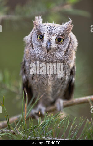 Kleine scops Owl auf einem mit Pinien. Wenig (Otus scops Scops Owl) ist eine kleine Art von Eule von die Eule Eule Familie. Eurasian scops Owl (Otus scops) Stockfoto