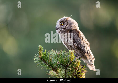 Kleine scops Eule auf Ast auf grünem Hintergrund. Wenig (Otus scops Scops Owl) ist eine kleine Art von Eule von die Eule Eule Familie. Eurasian scops Owl (Ot Stockfoto