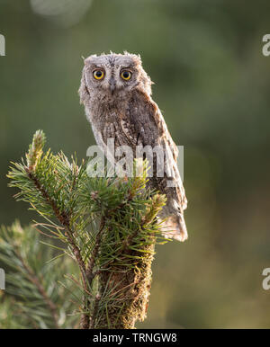 Kleine scops Eule auf Ast auf grünem Hintergrund. Wenig (Otus scops Scops Owl) ist eine kleine Art von Eule von die Eule Eule Familie. Eurasian scops Owl (Ot Stockfoto