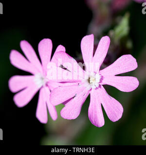 Red Campion Blumen (Silene dioica Syn. Melandrium rubrum), in der Nähe von Mevagissey, Cornwall, England, Großbritannien. Stockfoto