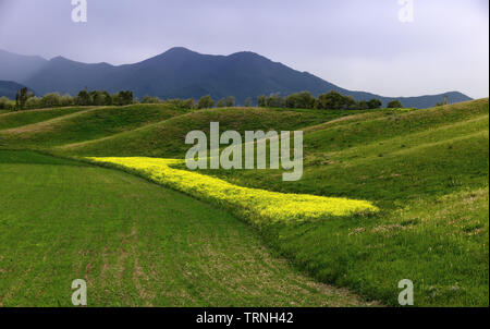 Feld voll von dem Senf Senf. Stockfoto