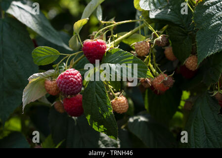 Himbeere Beeren auf einem Busch im Garten. Ernte in ländlichen Gebieten Stockfoto