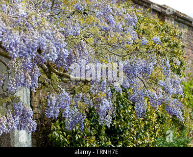 Blühende Glyzine (Wisteria sinensis), im Frühling, in der Nähe von Mevagissey, Cornwall, England, Großbritannien. Stockfoto