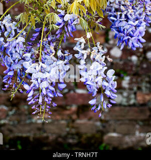 Blumen von Glyzinien, (Wisteria sinensis), im Frühling, in der Nähe von Mevagissey, Cornwall, England, Großbritannien. Stockfoto