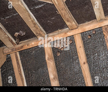 Common Pipistrelle bat Stockfoto