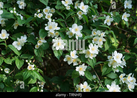 Cornus alba 'Sibirica Coronarius (süße mock orange, Englisch hartriegel) white spring flowers Stockfoto
