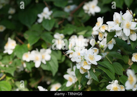 Cornus alba 'Sibirica Coronarius (süße mock orange, Englisch hartriegel) white spring flowers Stockfoto