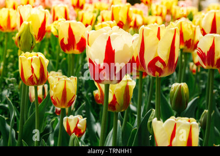 Schöne und helle gelbe Tulpen wachsen im Garten. Frühlingsblumen im Garten. Jalta botanischen Garten. Europa. Stockfoto
