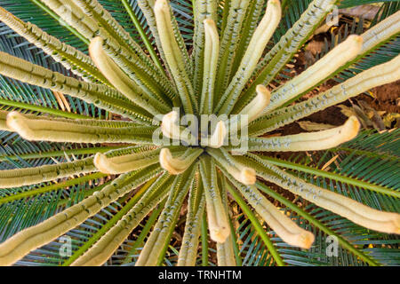 SAGO Palm, Cycas pflanze Knospe kegel Umwandlung in neue Blätter. Stockfoto