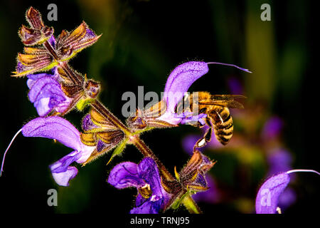 Biene auf Blume wilder Salbei Stockfoto