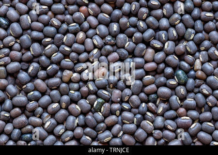 Schwarzes Gramm Linsen oder Gehäutet Urad Dal, Nahaufnahme Stockfoto
