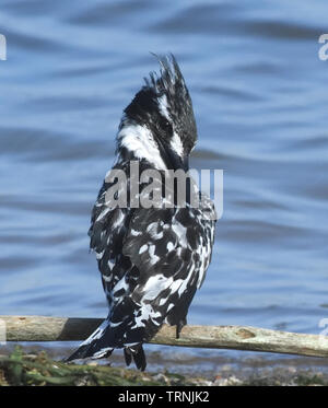 A pied Kingfisher (Ceryle rudis) preens seine Federn am Rande des Lake Victoria. Entebbe, Uganda. Stockfoto