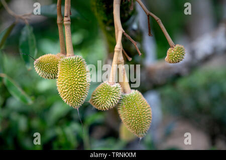 Nahaufnahme von Baby durian Früchte auf den Bäumen Stockfoto