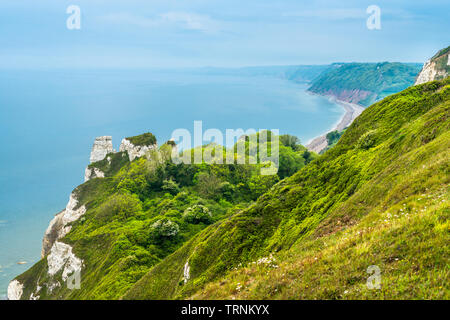 Bier Kopf gegen Branscombe Mund, der Spencer Court ist ein Naturparadies in Kreidefelsen. Devon, Großbritannien Stockfoto