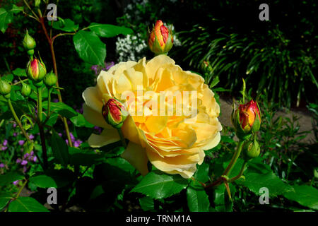 Garten Rose: 'Golden Celebration' (David Austin) voller Blüte und ungeöffneten Knospen (Kent, UK. Anfang Juni) Stockfoto