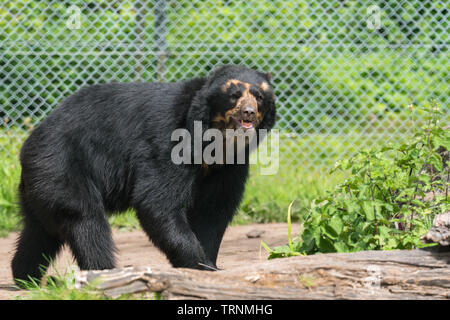 Andengemeinschaft (Tremarctos ornatus) auch der Brillenbär in Südamerika bekannt. Der Zoo von Chester Cheshire England UK. Mai 2019 Stockfoto