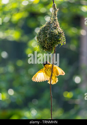 Village Weaver (Ploceus cucullatus) Männlicher mit Flügeln unter Nest gestreckt. Der Zoo von Chester Cheshire England UK. Mai 2019 Stockfoto