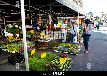 Pflanzen und Blumen Abschaltdruck an einem Sommer International Street Market in West Yorkshire Stockfoto