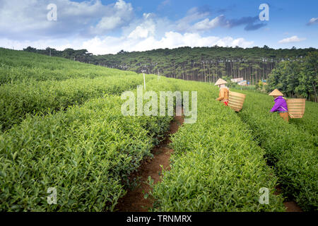 Tam Chau Plantage, Bao Loc, Provinz Lam Dong, Vietnam - Jun 1, 2019: Frauen in der Farm sind Kommissionierung und Ernte Kaffee auf dem Hügel in den frühen Morgen Stockfoto