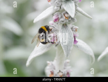 Gebänderte White-Tailed Bumble Bee Fütterung auf Blüten der Pflanze Stachys Stockfoto