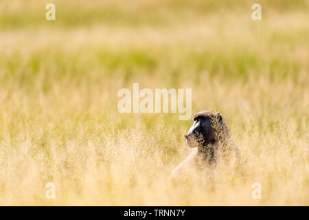 Eine große männliche Chacma baboon Papio ursinus in langen Gras sitzen in Simbabwe Hwange National Park. Stockfoto