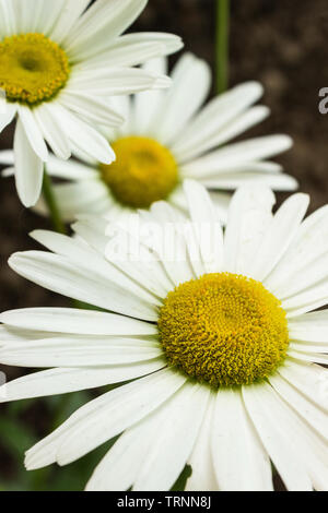 Grosses Gänseblümchen im Garten, in der Nähe Stockfoto