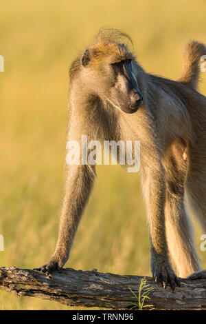 Eine große männliche Chacma baboon Papio ursinus in langen Gras sitzen in Simbabwe Hwange National Park. Stockfoto