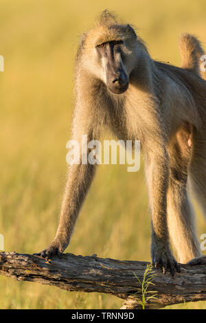 Eine große männliche Chacma baboon Papio ursinus in langen Gras sitzen in Simbabwe Hwange National Park. Stockfoto