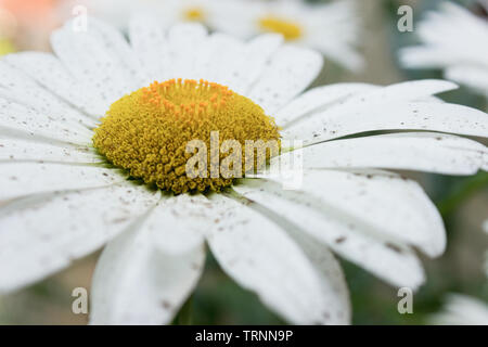 Grosses Gänseblümchen im Garten, in der Nähe Stockfoto