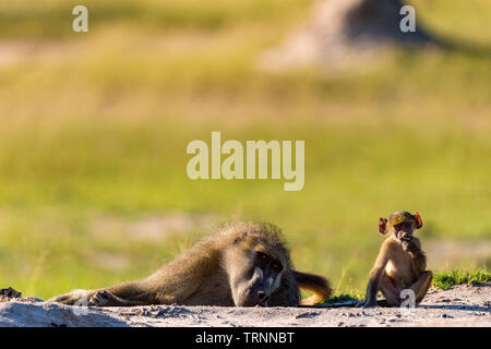 Chacma Pavian Papio ursinus gesehen in Simbabwe Hwange Nationalpark. Stockfoto