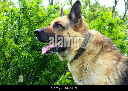 Schönen niedlichen Hund Schäferhund Stockfoto