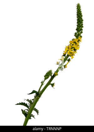 Spike der BRITISCHEN wilde Blume Agrimonia eupatoria, gemeinsame agrimony, auf weißem Hintergrund Stockfoto