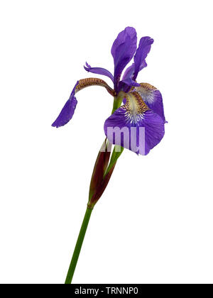 Einzelne Blume der immerwährenden Sibirische Iris Iris pumila, vor einem weißen Hintergrund Stockfoto