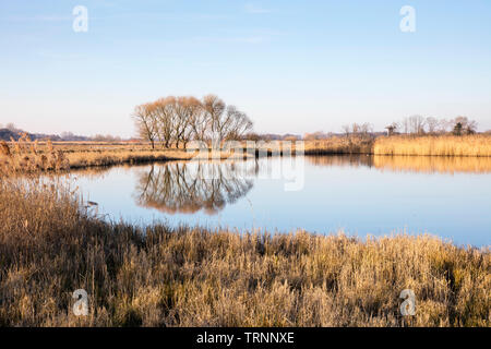 Spiegelung Baum an der Abwasser Felder, Münster, Münsterland, NRW, Deutschland, Europa Stockfoto