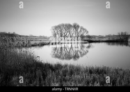 Spiegelung Baum an der Abwasser Felder, Münster, Münsterland, NRW, Deutschland, Europa Stockfoto