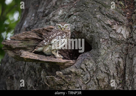 Steinkauz (Athene noctua) am Nest in einem Baum Stockfoto