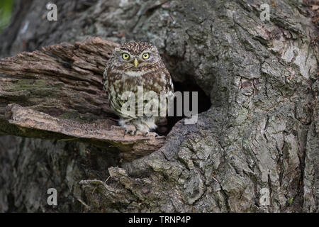 Steinkauz (Athene noctua) am Nest in einem Baum Stockfoto