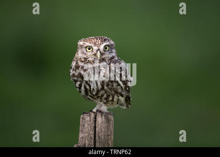 Steinkauz (Athene noctua) hocken, sitzen auf einem Pfosten Stockfoto