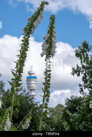 Iconic BT Tower von der BT-Gruppe, von Park Square und Park Crescent Gärten gesehen. Während die Londoner offenen Garten fotografiert Quadrate Wochenende Stockfoto