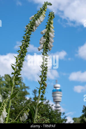 Iconic BT Tower von der BT-Gruppe, von Park Square und Park Crescent Gärten gesehen. Während die Londoner offenen Garten fotografiert Quadrate Wochenende Stockfoto