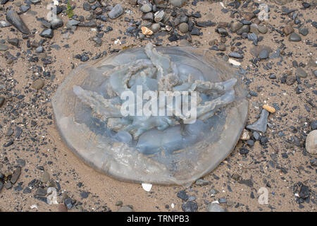 Die Quallen am Strand von Saundersfoot, Pembrokeshire, Wales gestrandet Stockfoto